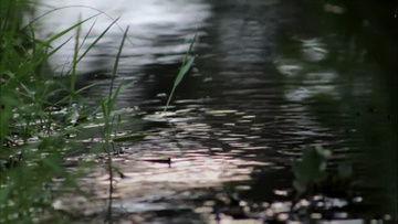 草流视频,揭秘生活点滴，展现人间真情