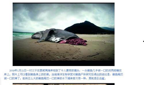 巨齿鲨vs邓氏鱼视频,史前海洋霸主巅峰对决