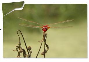 晚霞中的红蜻蜓日本,日本夏日风情画卷