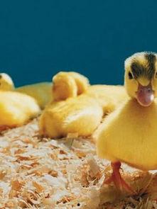 鸭王三邦在线播放,网络直播的娱乐盛宴