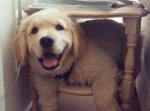 老公揍狗,老公揍狗事件引发的深思