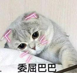 娱乐吃瓜君七七折耳猫,娱乐吃瓜君的萌宠日常