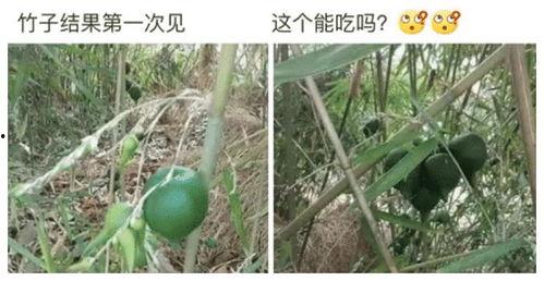 娱乐吃瓜酱竹子